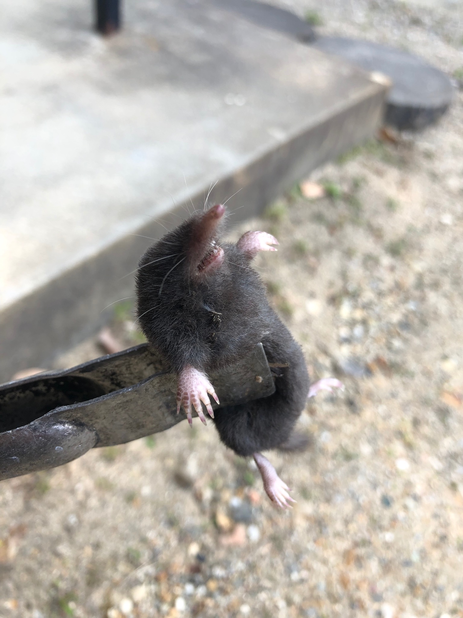 夜回り 生まれて初めてモグラ見たわ もぐら モグラ 土竜 動物 どうぶつ レア T Co Yufkvqr6g1 Twitter