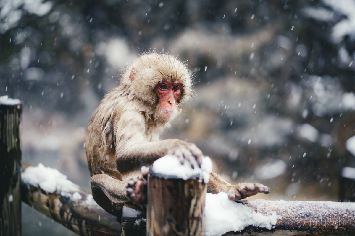 Miyachi Photo 地獄谷の温泉でお猿さんが人間と同じようにくつろいでて面白かった T Co U0mqqguohy Twitter