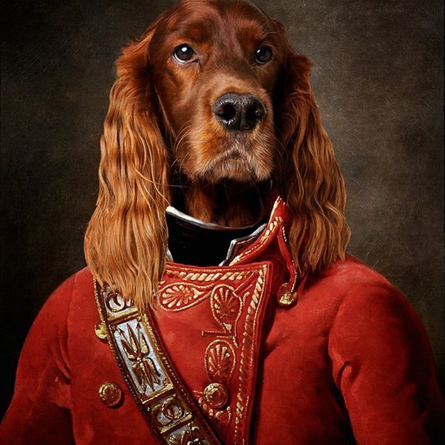 EdwardtheSetter's tweet image. I like to think that Edward’s ancestors (of royal lineage obviously) would have portraits like this around their homes. 
I’ve been a photographer for nearly twenty years and probably created millions of images but I can say with certainty that this is my favourite. 
#edwardt…