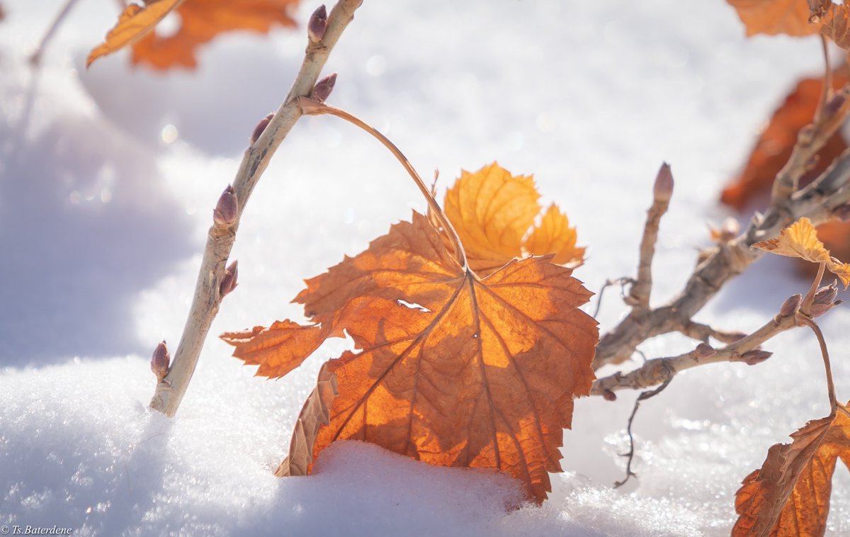 Цас хайлаагүй байхад үхрийн нүд гөлөглөж байна, хавар ч бас ажлаа амжуулдаг бололтой..