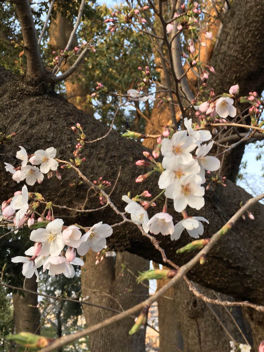 吉沢果子 Kako Yoshizawa I Strolled Under The Cherry Trees I Enjoyed A Short Rest 桜の下をお散歩 束の間の休息を楽しみました 英語のつぶやき 243日目 吉沢果子 Kako Yoshizawa I Strolled Under The Cherry Trees I Enjoyed A Short Rest 桜の下をお散歩 束の間の休息を楽しみました 英語のつぶやき 243日目