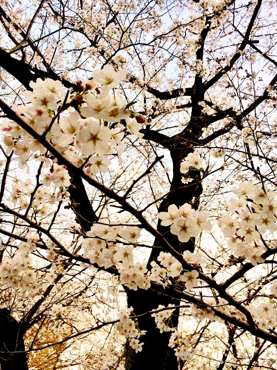吉沢果子 Kako Yoshizawa I Strolled Under The Cherry Trees I Enjoyed A Short Rest 桜の下をお散歩 束の間の休息を楽しみました 英語のつぶやき 243日目 吉沢果子 Kako Yoshizawa I Strolled Under The Cherry Trees I Enjoyed A Short Rest 桜の下をお散歩 束の間の休息を楽しみました 英語のつぶやき 243日目