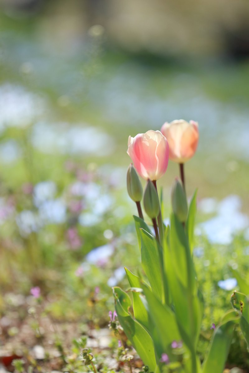 Yolo ヨローン 春色フォト 縦写真 チューリップ 万博記念公園