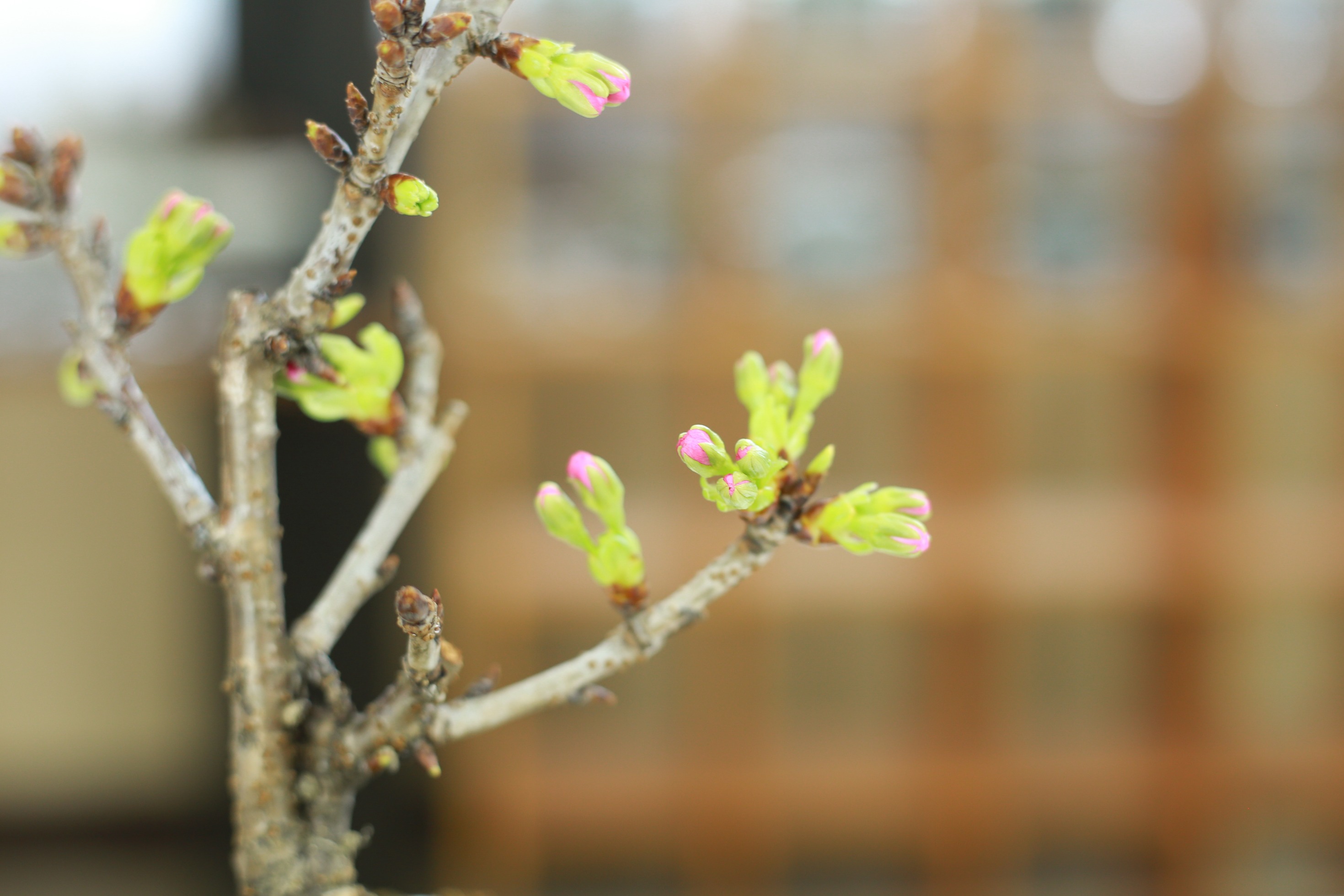 Blue Plants 桜 の水耕栽培に挑戦中 今私たちのラボでは Blue Plantsのハイドロボールを使って 桜 の水耕栽培に挑戦中です 最初はちゃんと育ってくれるのか心配でしたが ついにつぼみが膨らみ始め 鮮やかなピンク色が顔を出し始めました 花が