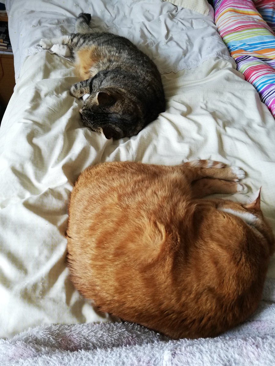DavidStubbs01's tweet photo. #virtualchurch promises to be great, not sure my fellow congregants are up for it! #CatsOfTwitter Confession Adoration Thanksgiving Supplication for all you prayers of a certain vintage #notage https://t.co/Wtl8P5nrNJ