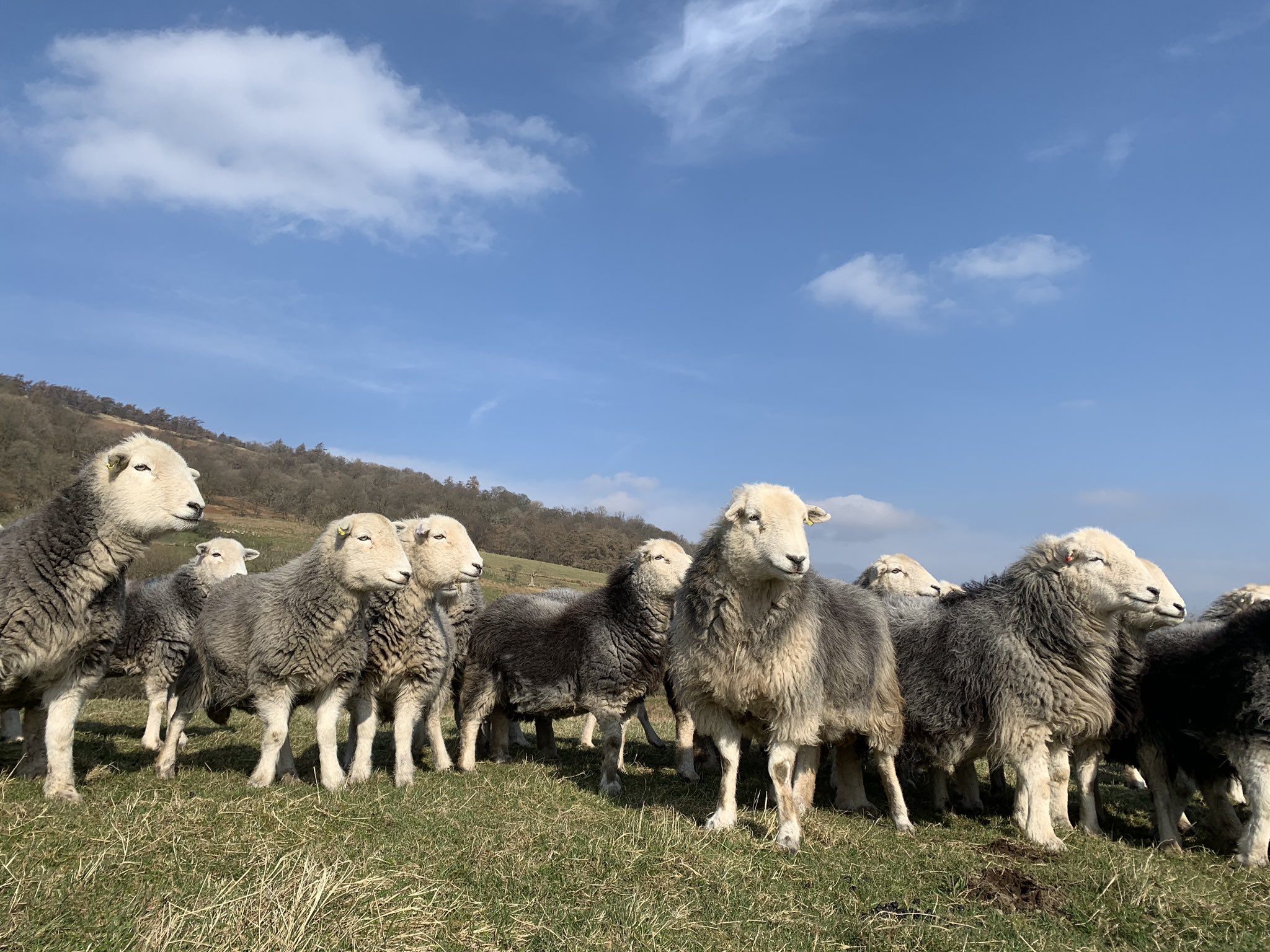 Twitter 上的james Rebanks I Love My Flock Of Herdwick Sheep Twenty Years Of Work And They Have My Stamp Of Style And Character All Over Them I Dreamt Of Having Sheep This