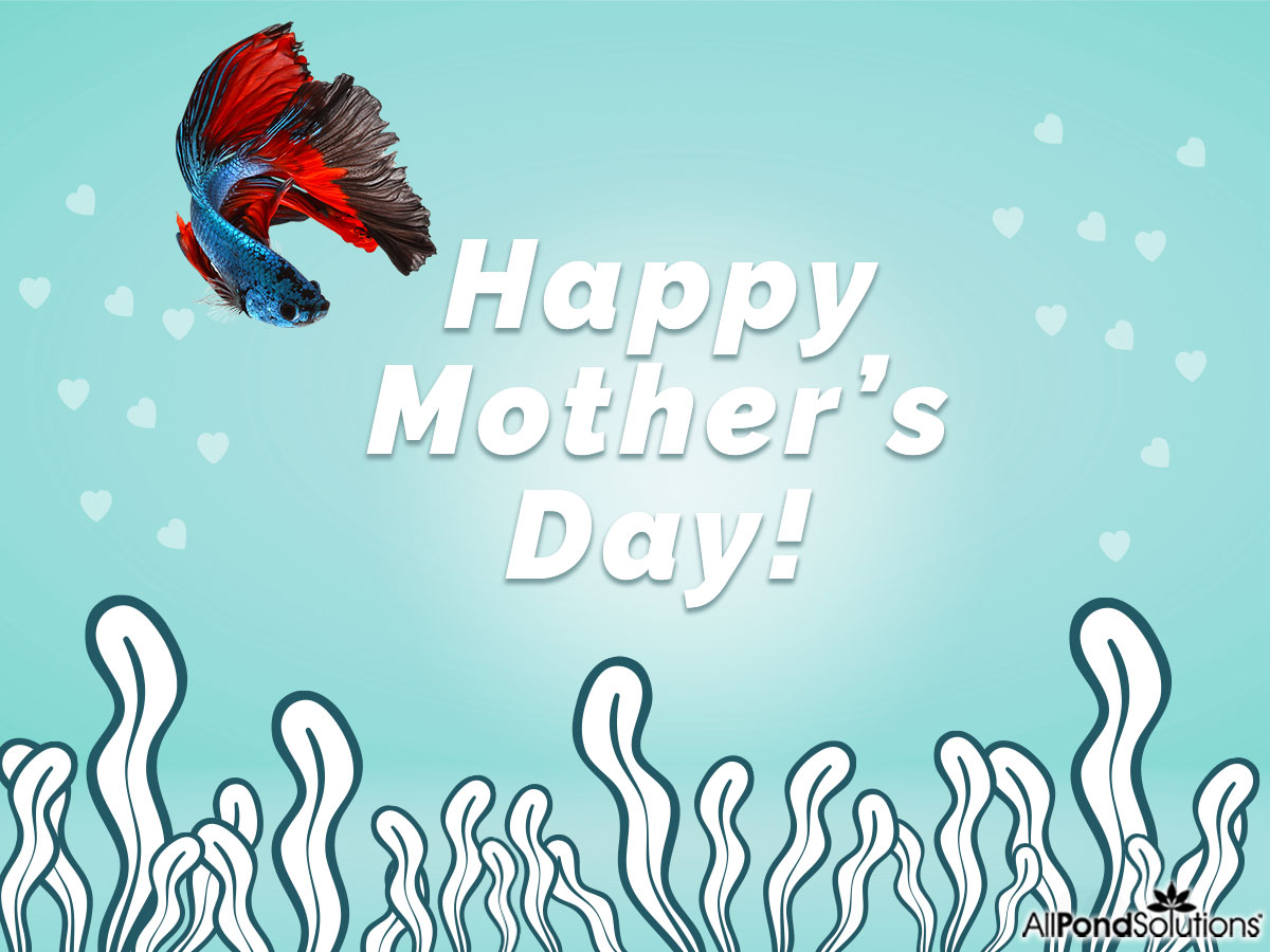 Happy Mother's Day to all the mums out there! Make sure to treat yourselves and let someone else do those water changes today 😉 #MothersDay