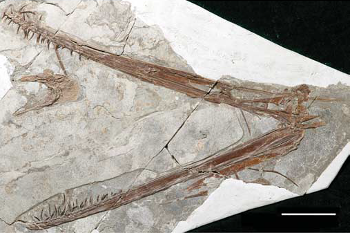  #Pterosaur of the day F: Feilongus (from feilong, the Chinese term for flying dragon). Lived in Central China 125 Ma. Flew over lakes looking for fish with 2.5 m wingspan. In between its jaws is a preserved fish (Wang et al. 2005). 1/3