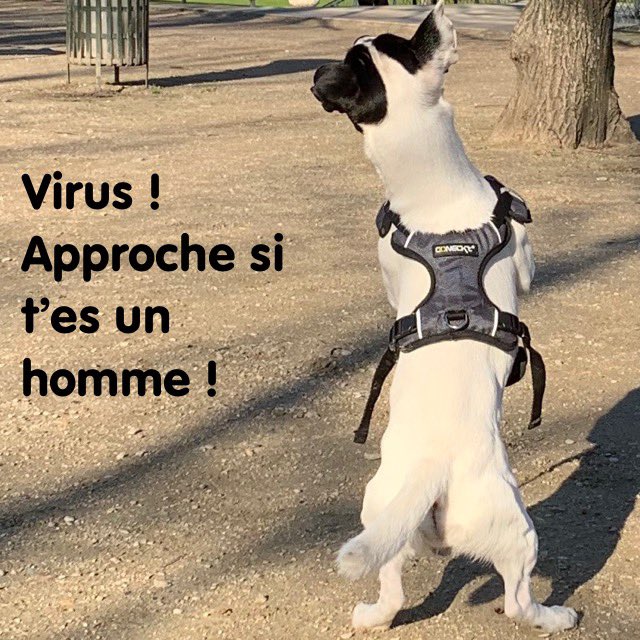 lschapira's tweet photo. La chronique de confinement d’Olly n*1 « l’inquiétude oui, l’angoisse non » https://t.co/gKgFDN7Ouj