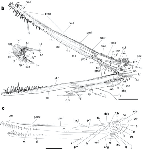 Early fossils were described as this pterosaur having some sort of "overbite" i.e. the upper jaw was at least 10% longer than its upper jaw... (Wang et al. 2005) 2/3