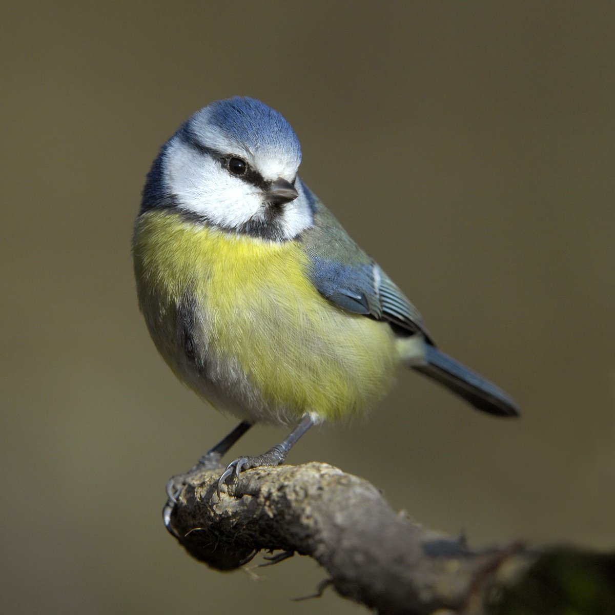 RadicalCath's tweet photo. Reminder that bird watching is both wholesome and highly entertaining.

These are the sorts which frequent my feeders. I've optimized the feed for each over the last few weeks, so my garden is prime bird territory. They visit all throughout the day, sometimes a dozen at a time. https://t.co/7lQSPhxl31