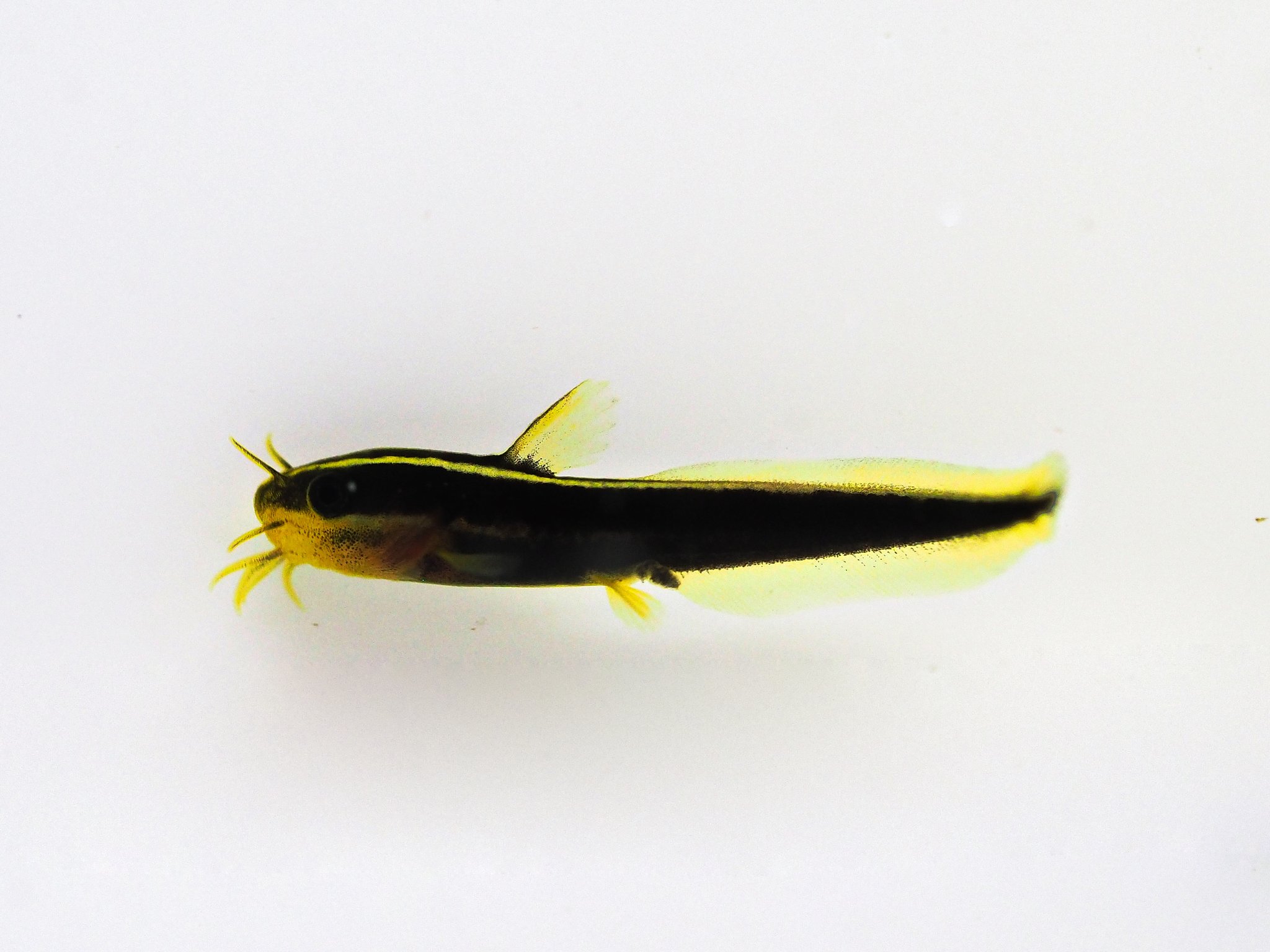 鈴木香里武 Karibu Suzuki その見た目から 幼魚の群れは ゴンズイ玉 と呼ばれています ちなみに 背びれと胸びれの付け根に強力な毒トゲがあるので 見かけても決して触らないように こういう集まったものが苦手な方 失礼しました T Co