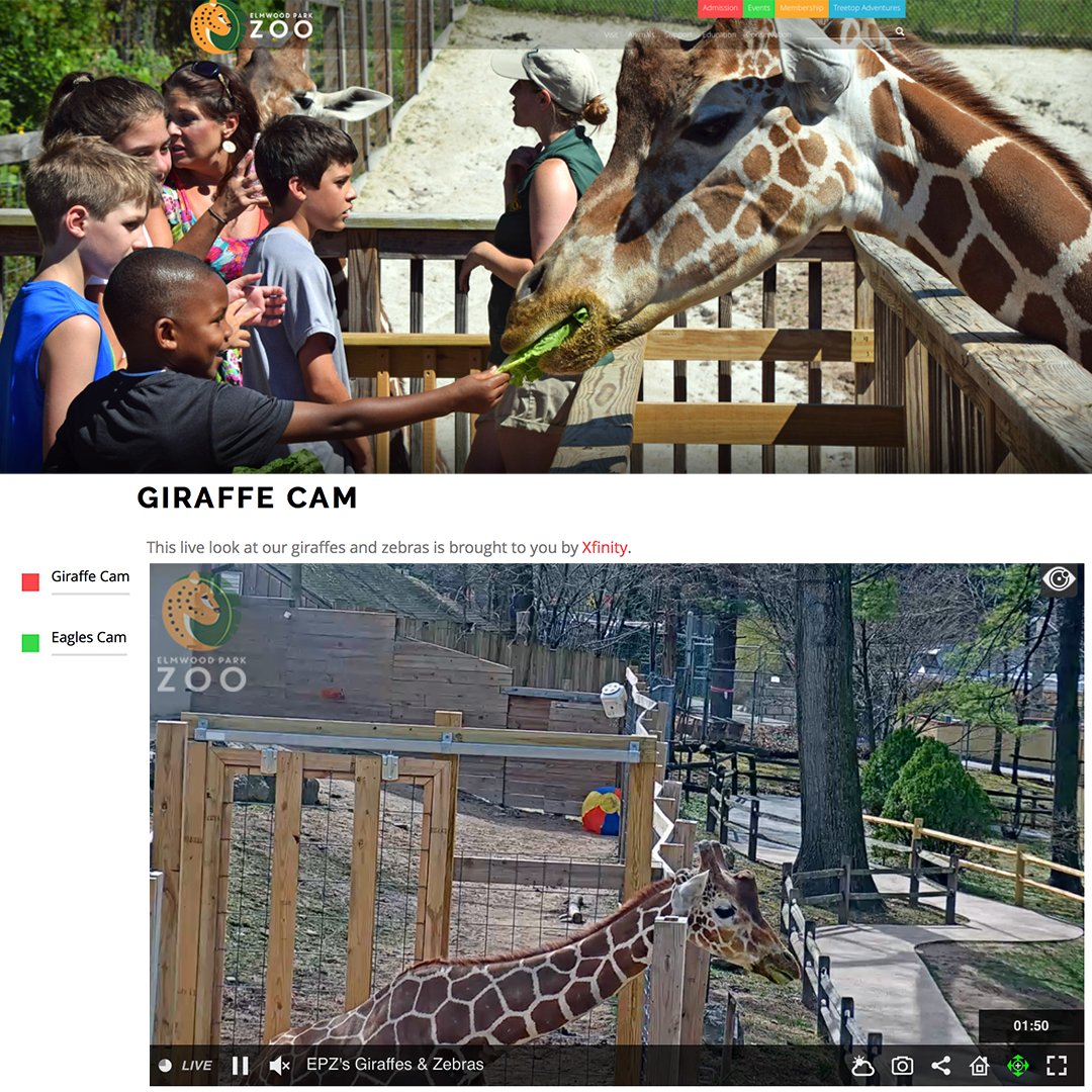 We miss seeing your faces and know you are thinking of our animals during this difficult time. You can stay connected with our animals through our social media &amp; zoo cams. We hope providing cute content of our cute furry, feathery, &amp; scaly friends will spread some happiness!💕