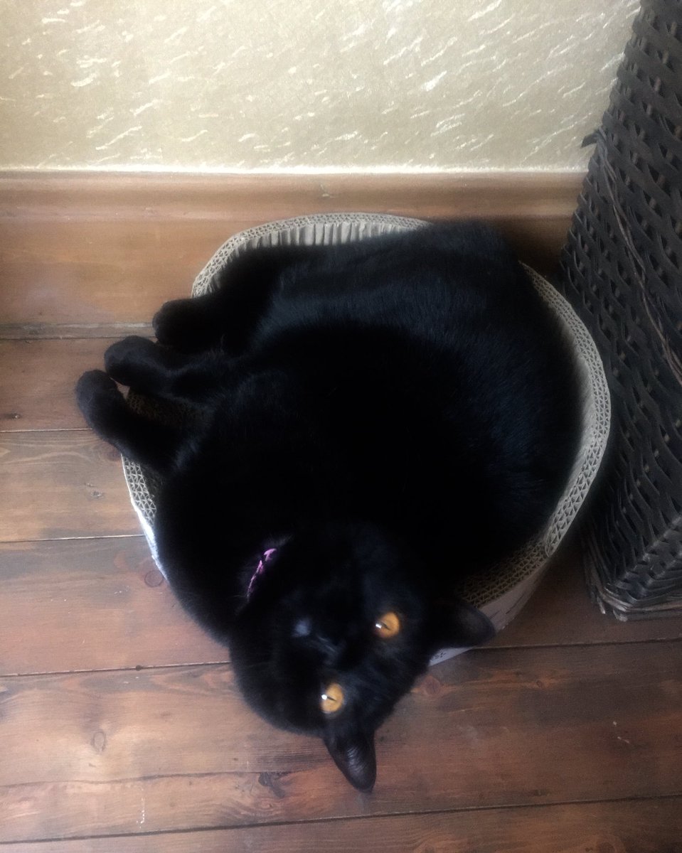 Be More Cat 😻
#catlife #CatsOfTwitter #StayHomeStaySafe #chill #QuarantineAndChill 🐾❤️🐾