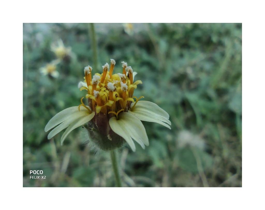 FelixImmanuel_T's tweet photo. @IndiaPOCO @POCOSupport @IndiaPOCO @IndiaPOCO @IndiaPOCO #shotonpocox2 #macrophotography 
#mobilephotography #poco #sonyimx686 #64mp #pocophotography #poco #pocoF1 https://t.co/N3YoSM6jtx