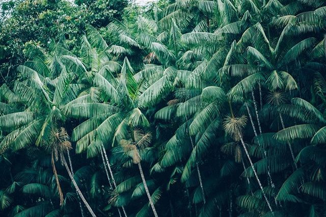 Sambazon UK tweet media