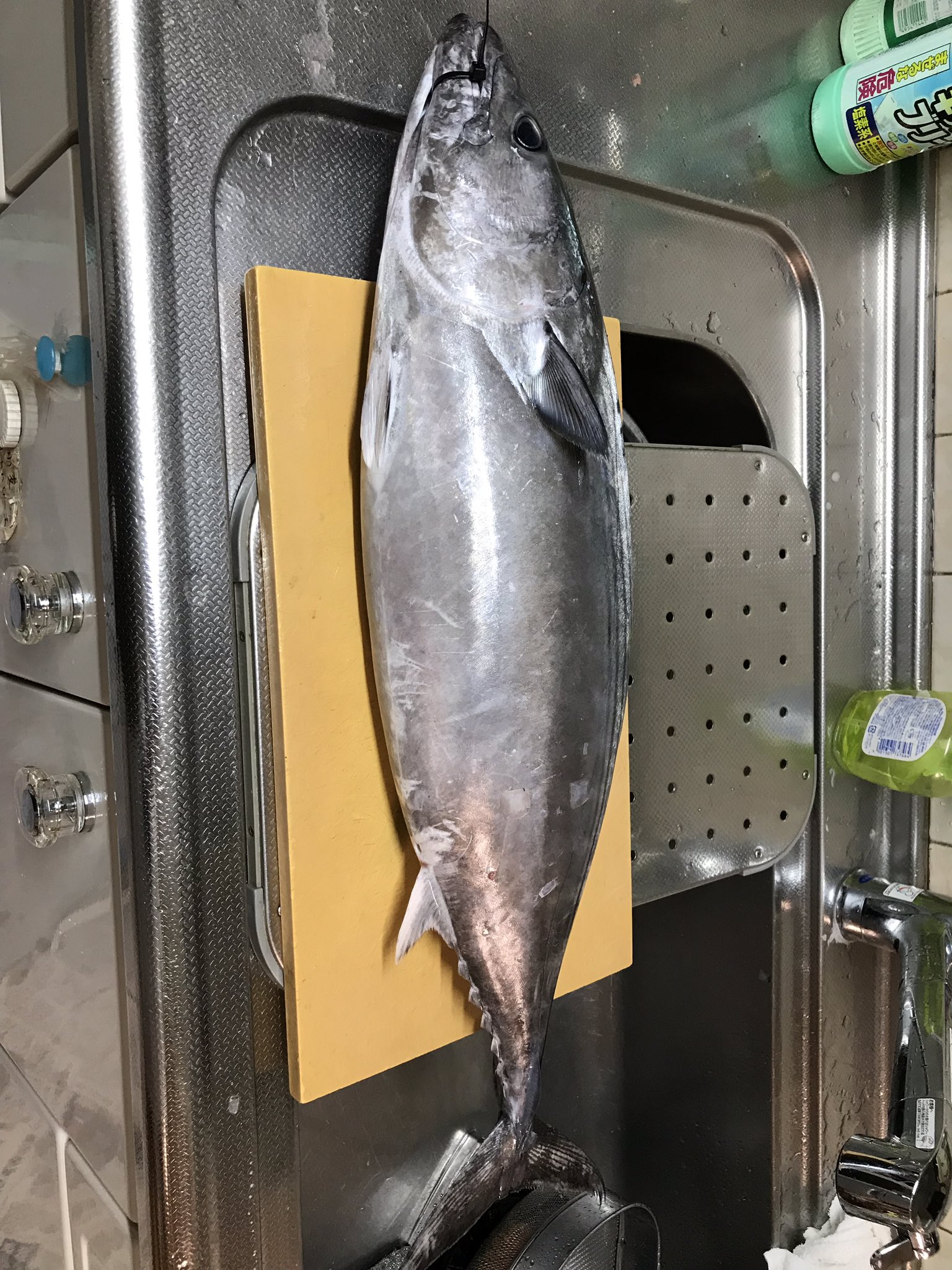 うし ラスト70 のハガツオ 位の魚を二匹食べていた そして白子 足の早い魚だけどこいつは内臓と頭取って2日寝かせます T Co Lebcavfhbv Twitter