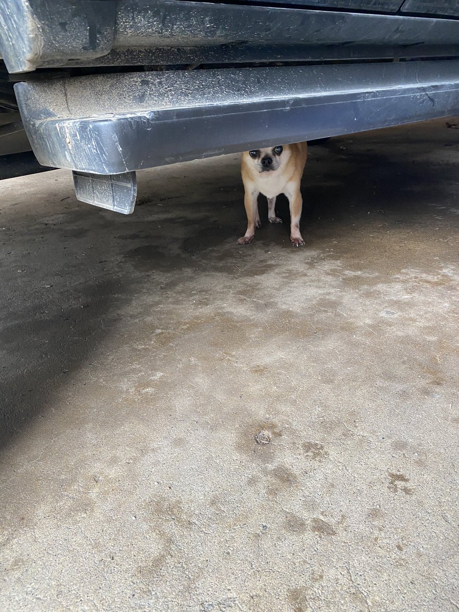 AliSilversmith's tweet image. The same chihuahua that wouldn’t come out from under my car the other day just chased 3 deer for a FULL 5 acres. #IAmNeverBored #baddiesel #chihuahua #QuarantineLife