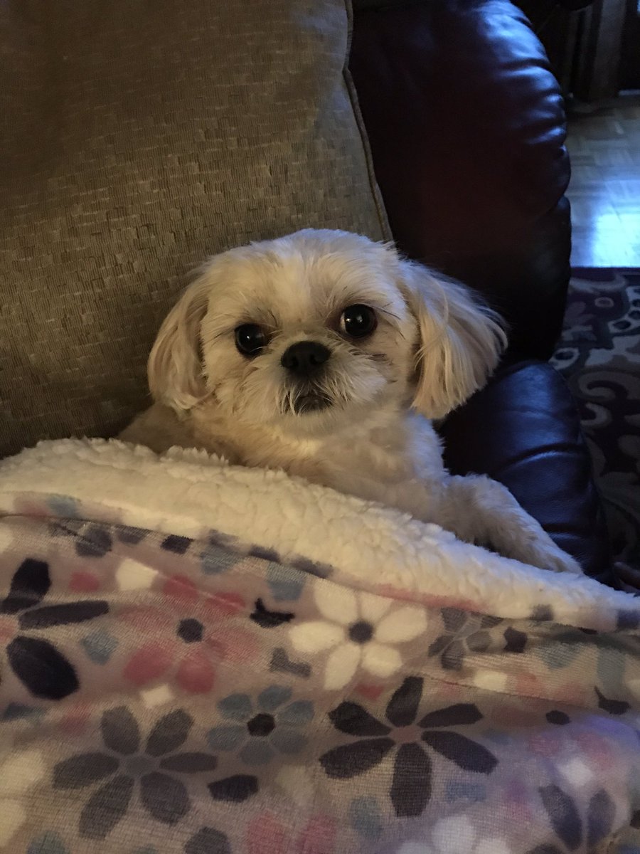 #bigdogsunday Bailey