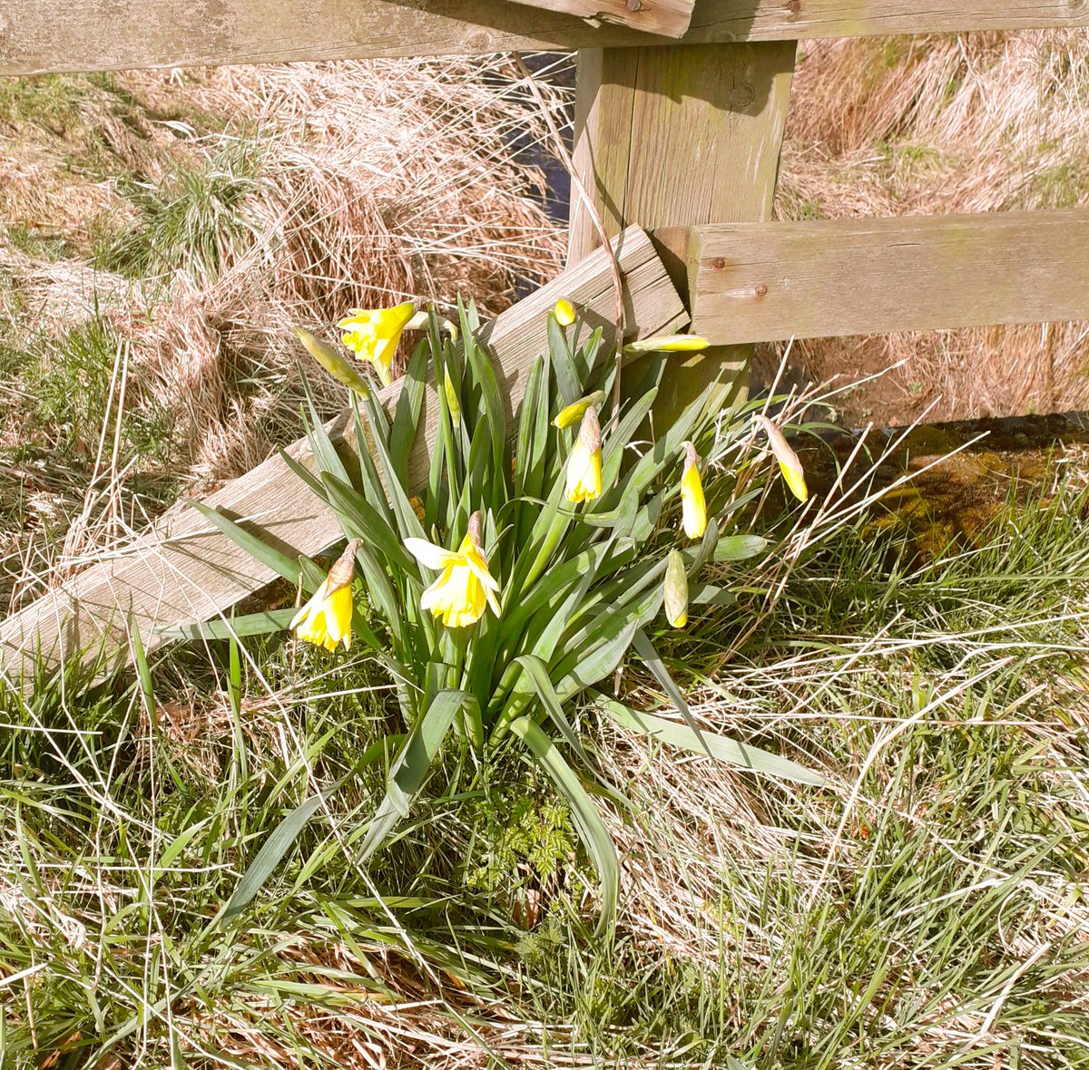 MD_Briggs's tweet photo. Its #SpringTyne in #Northumberland folks 😎

Although with #SocialDistancing during #COVID19 I feel a little bit like Lucy.......

"He [sic] dwelt among the untrodden ways......" https://t.co/ovfOhqReoy