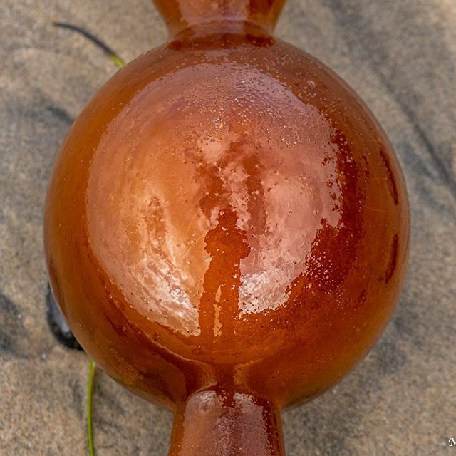 togetherinstyle's tweet photo. Seaweed Orb on the beach. #lumixgh5 #wherelumixgoes https://t.co/wCUmVsedI1