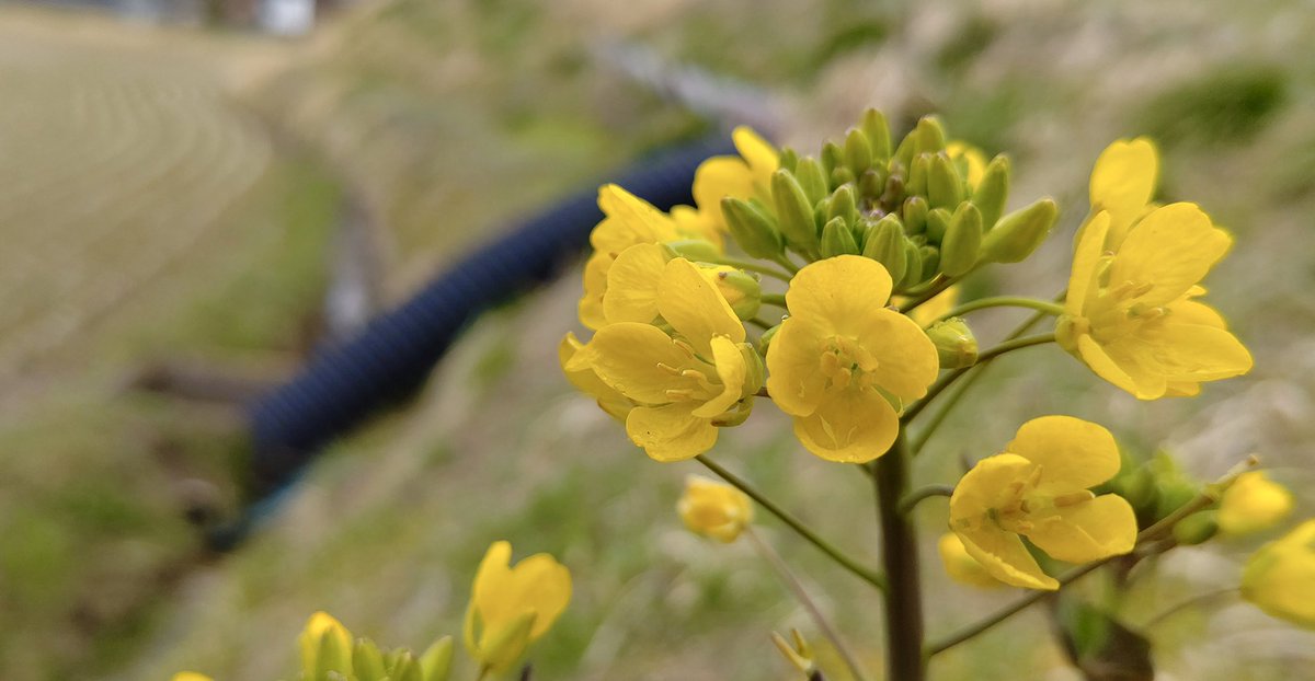 あお على تويتر 田んぼの畦に菜の花が咲いていました 野沢菜のトウかなぁ これからあちらこちらで咲いて来ますね 楽しみです おやすみなさい 中野市 菜の花 春の風景 おいでよ長野