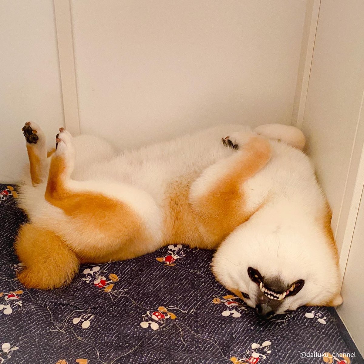 O Xrhsths 柴犬だいふく Sto Twitter 3連休終わりの今日は 犬の寝相について こんな風に伸びしたりしてるんですよ See You Tomorrow 寝相 いい方だと思ってた 人間も仰向けだし