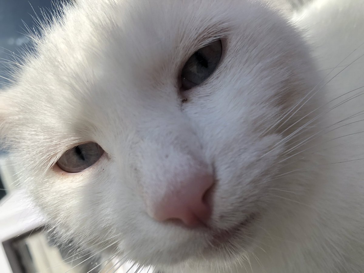 stinky the cate says trans rights!!! 🏳️‍⚧️ tweet media