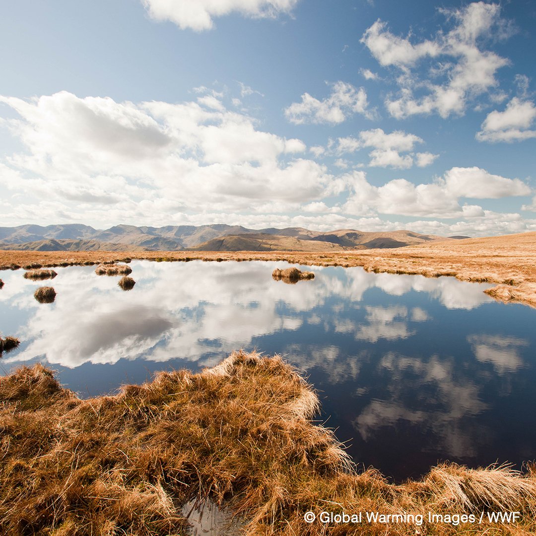 WWF's tweet photo. It’s #WorldWaterDay, did you know that healthy rivers and wetlands are central to #ClimateChange adaptation? https://t.co/STQxR0y0Ph