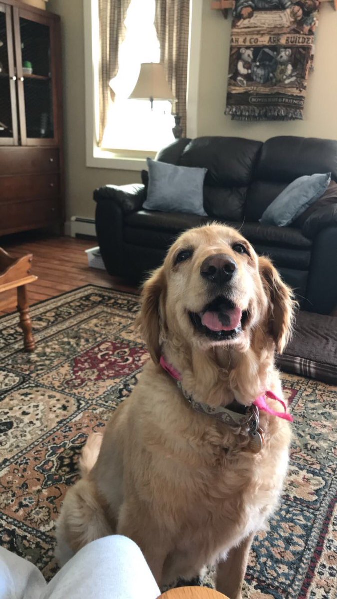 laurenn_rouse's tweet photo. Looking for positive thoughts our way. My big love bug was diagnosed with lung cancer and only a few months left💔 https://t.co/wsyi4QSFRs