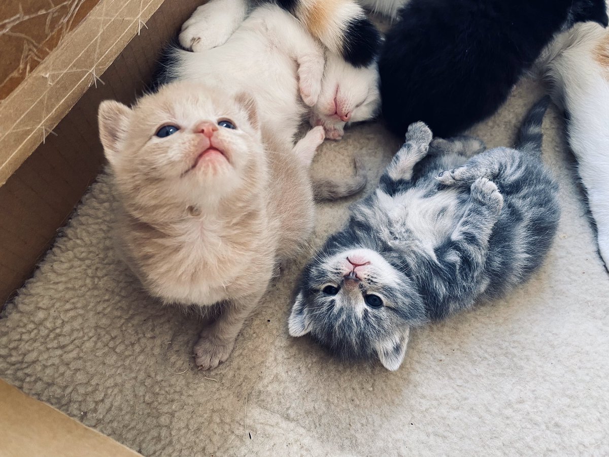 Teacherlife1010's tweet photo. My heart is melting watching these little beauties every day 😍😍🥰❤️ #kittenspam #isolationday3 https://t.co/Mwe91Yjn0K