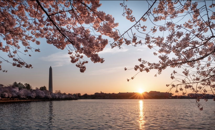 #Peakbloom is here and we want you to view the blossoms from the comfort and safety of your own home. Today we introduce you to a virtual tour of the Tidal Basin and the blooming trees, brought to you by <a href="/NationalMallNPS/">National Mall NPS</a> and <a href="/VIVACreative/">VIVA Creative</a> bit.ly/2WAREE6 #BloomWhereUR