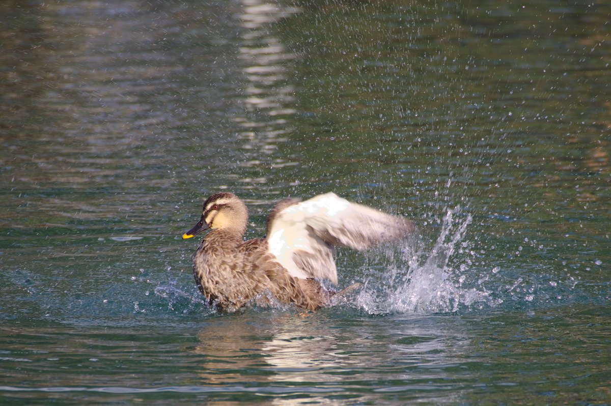 ぐんま たか On Twitter 2020 3 22 群馬県前橋市 敷島公園の水鳥 Pentax Kp Hd Pentax Da 55 300mmf4 5 6 3ed Plm Wr Re Pentax キリトリセカイ ファインダー越しの私の世界 Raw現像 群馬県 敷島公園 鳥 Https T Co Kpldddiha9
