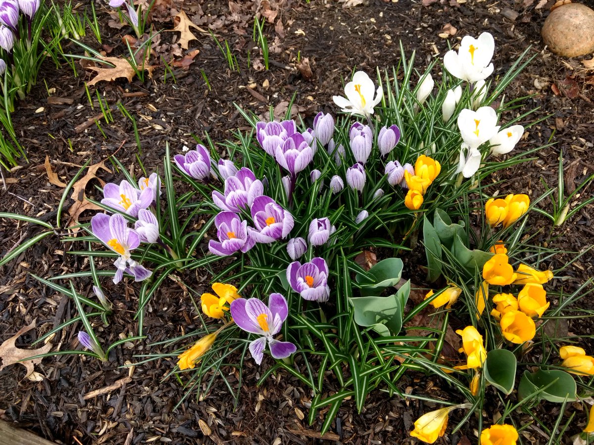 Day 7 of our  #coronastaycation Iris'  #perennialsinprogression  (plus a burst of crocus as iris are growing but no color yet)  #NatureHelps