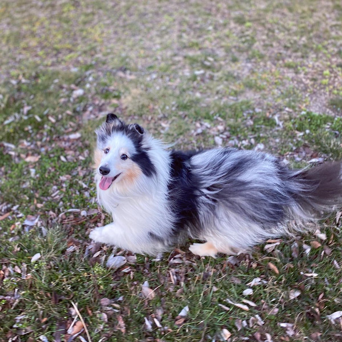T Hayashi 昨日のお散歩ジョイたろ ジョイたろ って かなり可愛いシェルティーだと思うんですよ Sheltie Shetlandsheepdog Sheltielove シェルティー シェルティーと遊ぶ シャルパウジョイだら Bluemerlesheltie spring