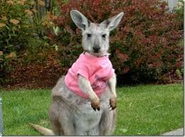 @Greg6Boer <a href="/RenaldoGouws/">Renaldo “Ngamla” Gouws 🇿🇦</a> <a href="/ErnstRoets/">Ernst Roets</a> <a href="/NickolausBauer/">Nickolaus Bauer</a> Jy lag vir ons omdat jy "safe" in Australië sit...jou moffie!