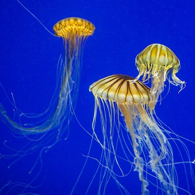 FunMuseum's tweet photo. #CovidCantStopTheFun #HandsOnAtHome #FunMuseum #SillySmart #ExploreLaCrosse #LiveMightyLaX Feeling frazzled? This jellyfish video from the #GeorgiaAquarium is sure to calm you down. https://t.co/LbvHGbDF19 https://t.co/f4iSdIUSRe