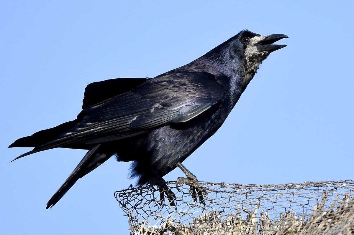 Rook. About the same size as Crows, but with a distinctive grey face, which Crows lack.They're sociable birds, nesting together in the tops of trees (rookeries). They sometimes visit gardens close to their nest sites and farmland. #SelfIsolationBirdWatch 