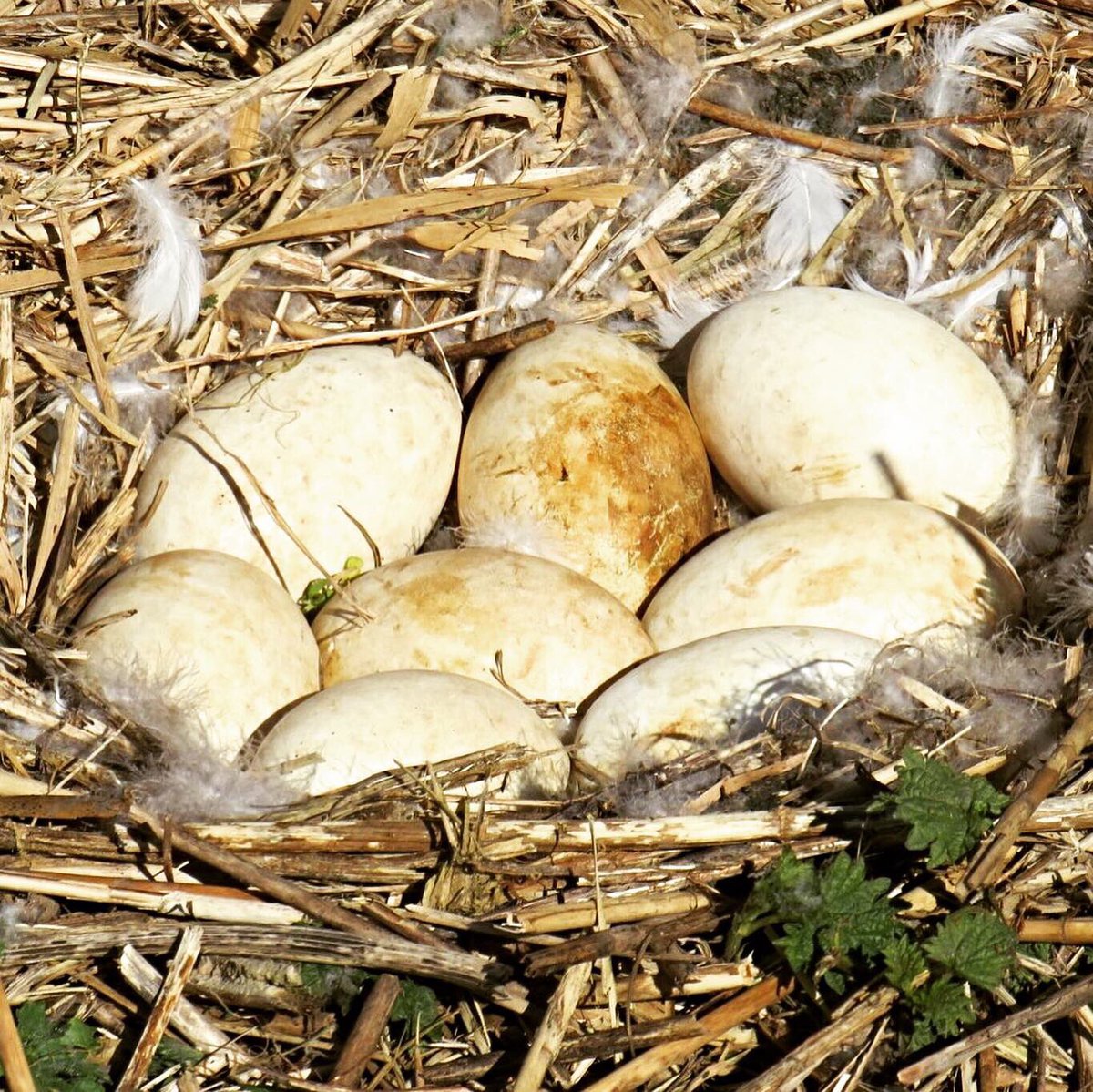 Even naar buiten
naar daar waar geen mensen zijn
de vogels gevlogen.
