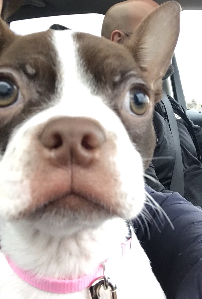 casiepeltz98's tweet photo. Maybe the addition of this sweet face will help ease the stay at home burden? #rubylynn https://t.co/FGOA43wuKG