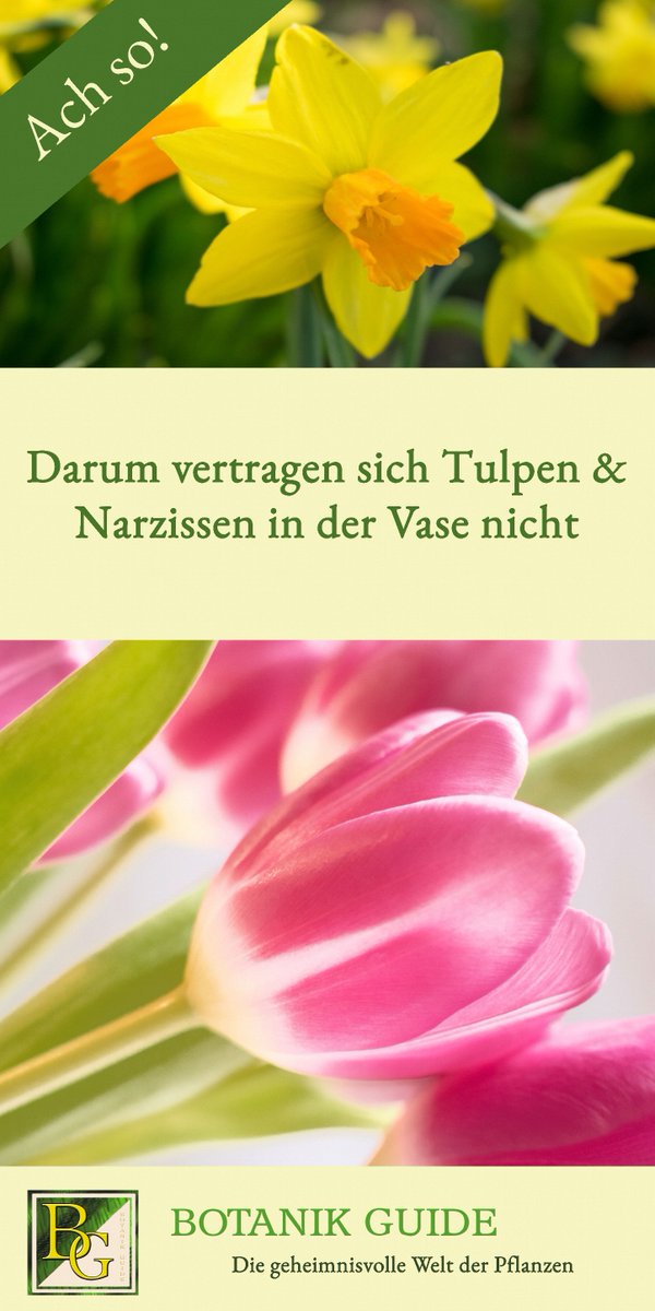 💐Jetzt gibt's im #Supermarkt Tulpen &amp; Narzissen als Schnittblumen. Viele holen sich daher den #Frühling ins Haus. Doch in der Vase bringen #Narzissen die #Tulpen vorzeitig zum Welken. Den Grund &amp; welcher Trick dagegen hilft, auf Botanik Guide: botanikguide.de/darum-vertrage…

#garten