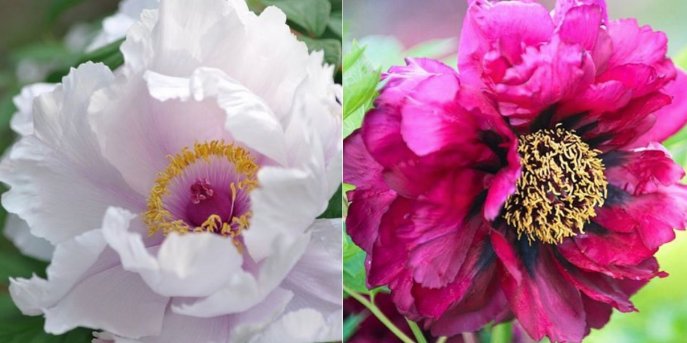 Basic_Beautiful's tweet image. Brighter days ahead...
Mother nature will see to it
#spring #MotherNature #newbeginnings #peonies