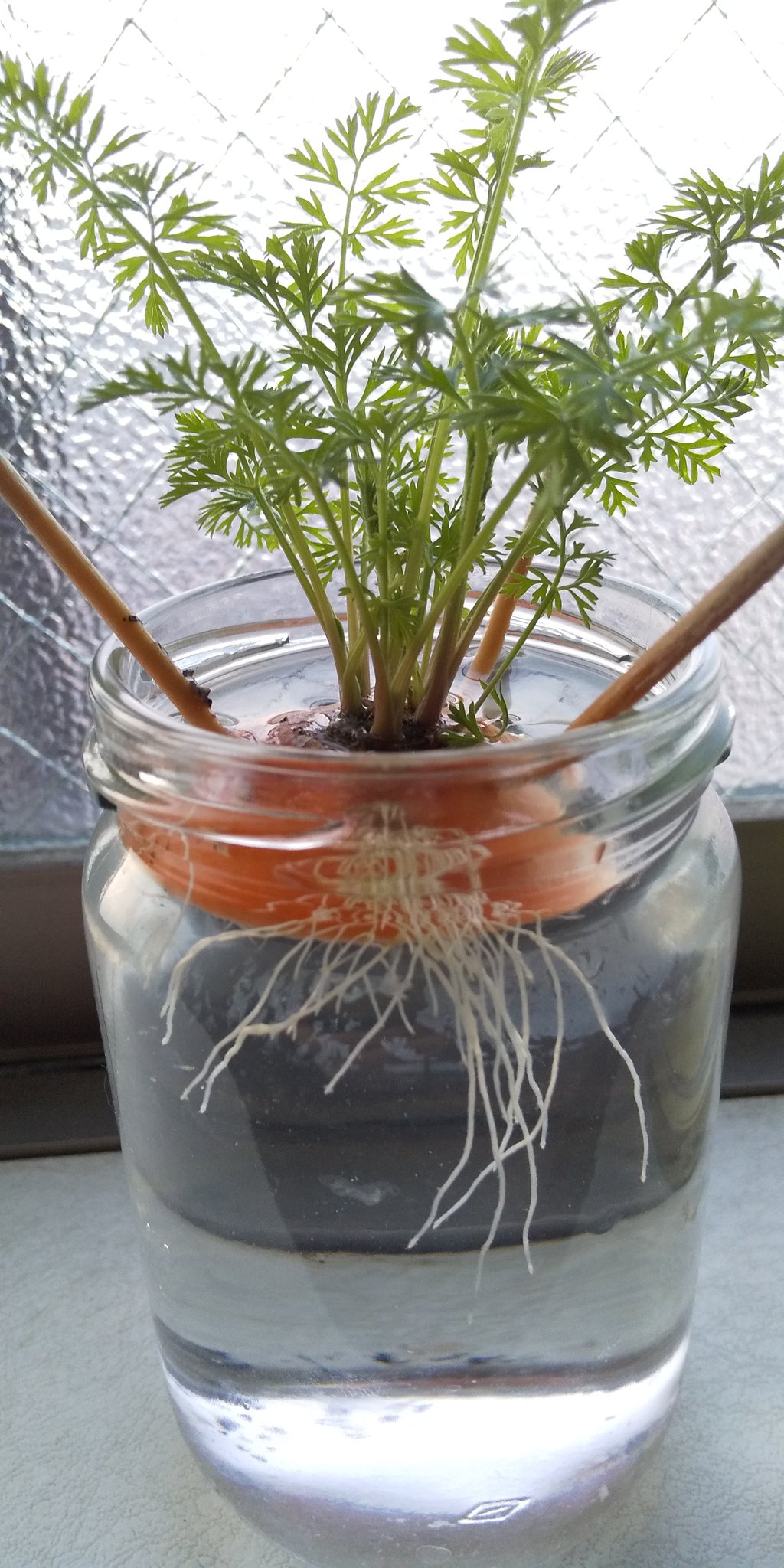 岡村宣孝 貧乏人の水耕栽培 ニンジンのヘタから根っこがぁ っ