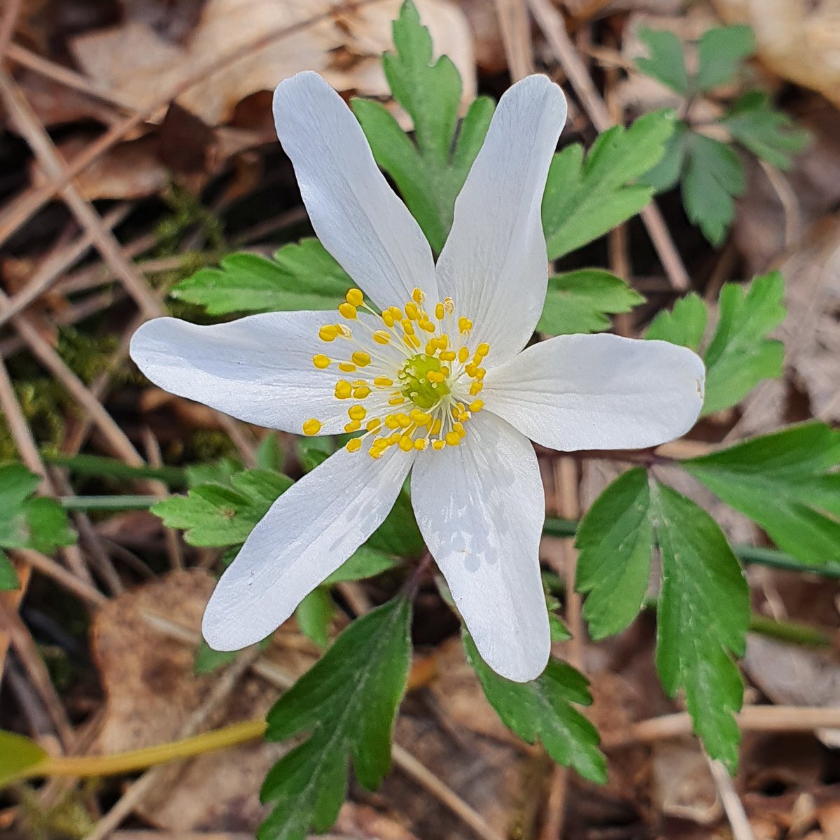 woollentide's tweet photo. A few favourites for #WildFlowerHour later. Wood sorrel, wood anemone, lady's smock, and violets at #EbernoeCommon yesterday. #Sussex https://t.co/QscrpLJftW