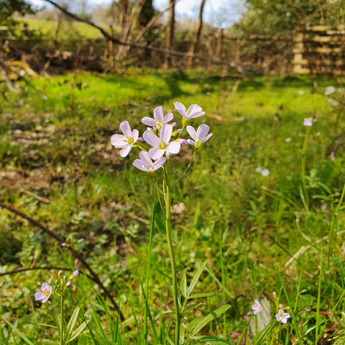 woollentide's tweet photo. A few favourites for #WildFlowerHour later. Wood sorrel, wood anemone, lady's smock, and violets at #EbernoeCommon yesterday. #Sussex https://t.co/QscrpLJftW