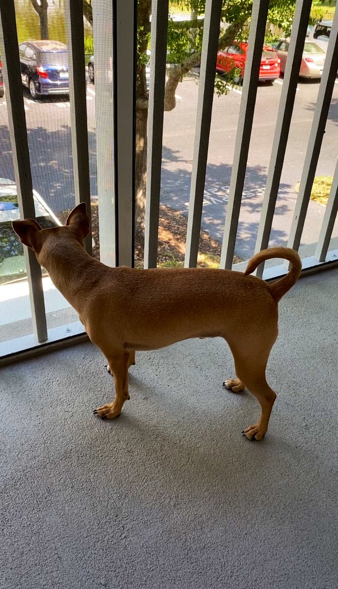 HeatherMonahan_'s tweet photo. Thereβs a bird flying between the trees outside my balcony and taunting #ChanceThePupper π https://t.co/9EBND8iLzZ