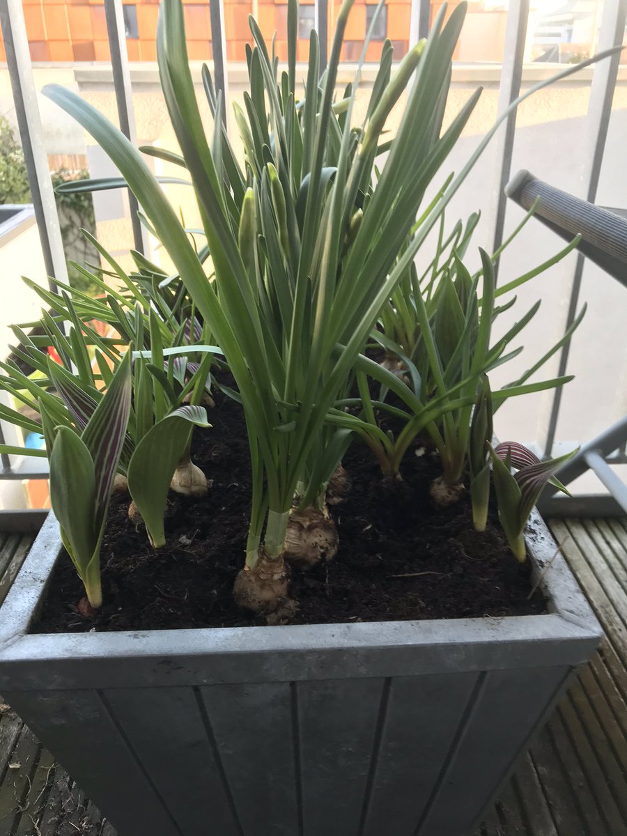 David Cunningham tweet media