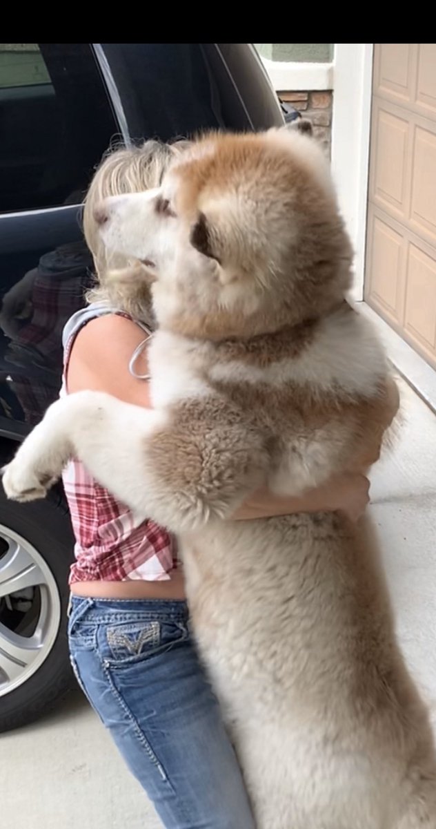 DaVinciValentno's tweet photo. My lil 6 month old puppy is as tall as I am, and Iβm 5β3
LOVING watching him grow β₯οΈπΎπΎβ₯οΈ
On Instagram @
DaVinci.Valentino
#Malamutes #BigDogs #AlaskanMalamutes #NorthernBreed #PackLife
#AnimalLover #NorthernBreeds
#SnowBreed #SnowBreeds
#Floof #AlaskanMalamute
#Malamutes https://t.co/7LyKo1HZPu