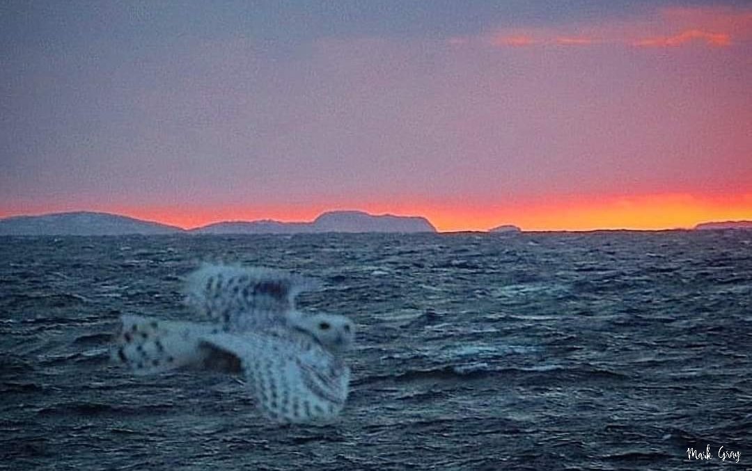 GrayMarker99's tweet photo. Probably the most unusual photo I've ever taken. It was initially a photo of the sunset sky. However, when I enlarged it, I noticed a flying object. It was like Mr. Snowy Owl was posing for the camera! #nature #photography #ShareYourWeather #backyard https://t.co/MfGCGp90aF