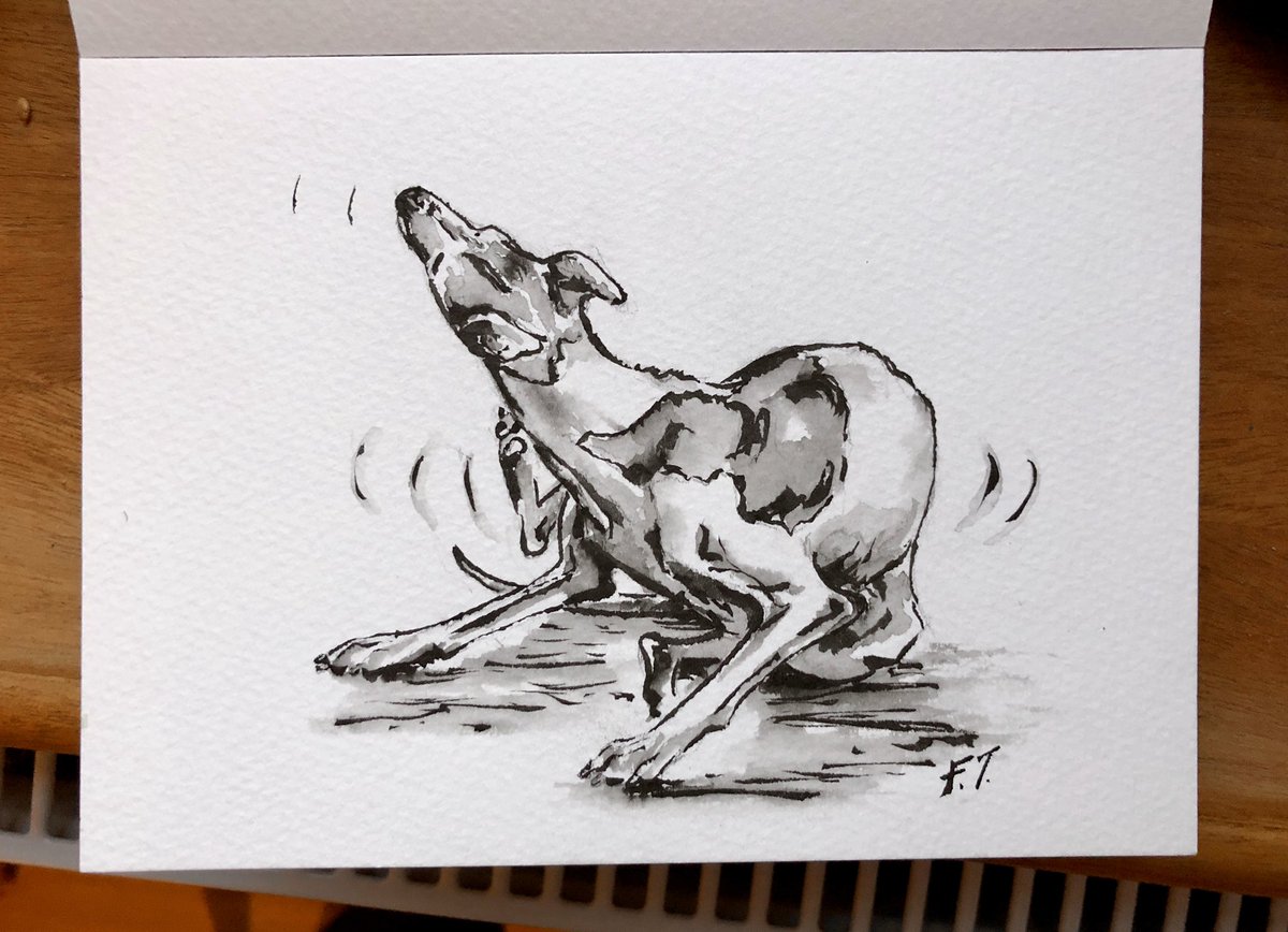 FionaThomsonArt's tweet photo. Sunny day! In the studio with the door open and finished an abandoned oil of a horse from last year then sketched ‘Peedie’s Flea’ with a gorgeous new brush pen! Back at work at last!! 😁
#workfromhome #pointydog #dogart #dogartist #italiangreyhound #horseart #iggie #sketch #dog https://t.co/uCn4ERxH46